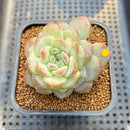 Echeveria 'Pumpkin' Type B 2" Jelly Type Succulent Plant Cutting