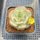 Echeveria 'Pumpkin' Type B 2" Jelly Type Succulent Plant Cutting