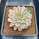 Graptoveria 'Silver Star' Variegated 3" Succulent Plant