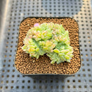 Echeveria 'Arba' Crested 2" Succulent Plant Cutting