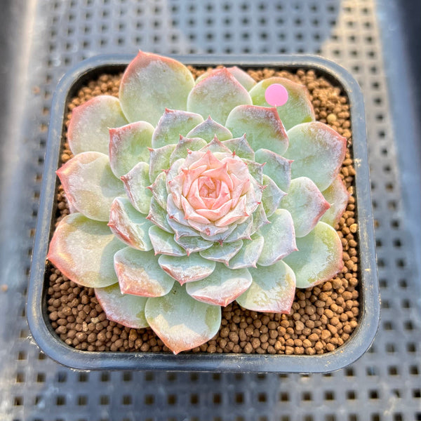 Echeveria 'Modal' 3" Jelly Type Succulent Plant Cutting