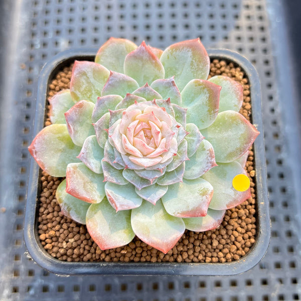 Echeveria 'Modal' 3" Jelly Type Succulent Plant Cutting