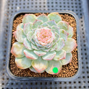 Echeveria 'Modal' 3" Jelly Type Succulent Plant Cutting