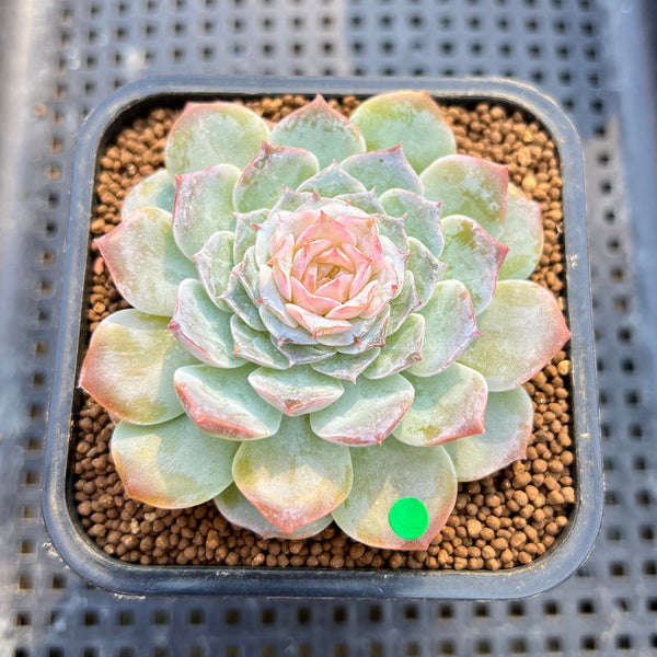 Echeveria 'Modal' 3" Jelly Type Succulent Plant Cutting