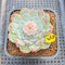 Echeveria 'Modal' 3" Jelly Type Succulent Plant Cutting