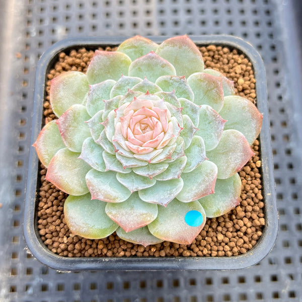 Echeveria 'Modal' 3" Jelly Type Succulent Plant Cutting