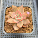 Echeveria Agavoides 'Chimera' Variegated 2" Succulent Plant Cutting