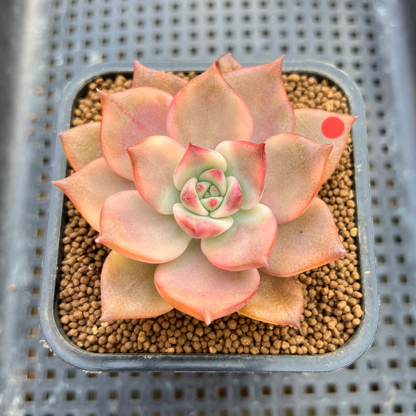 Echeveria Agavoides 'Chimera' Variegated 2" Succulent Plant Cutting