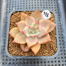 Echeveria Agavoides 'Chimera' Variegated 2" Succulent Plant Cutting