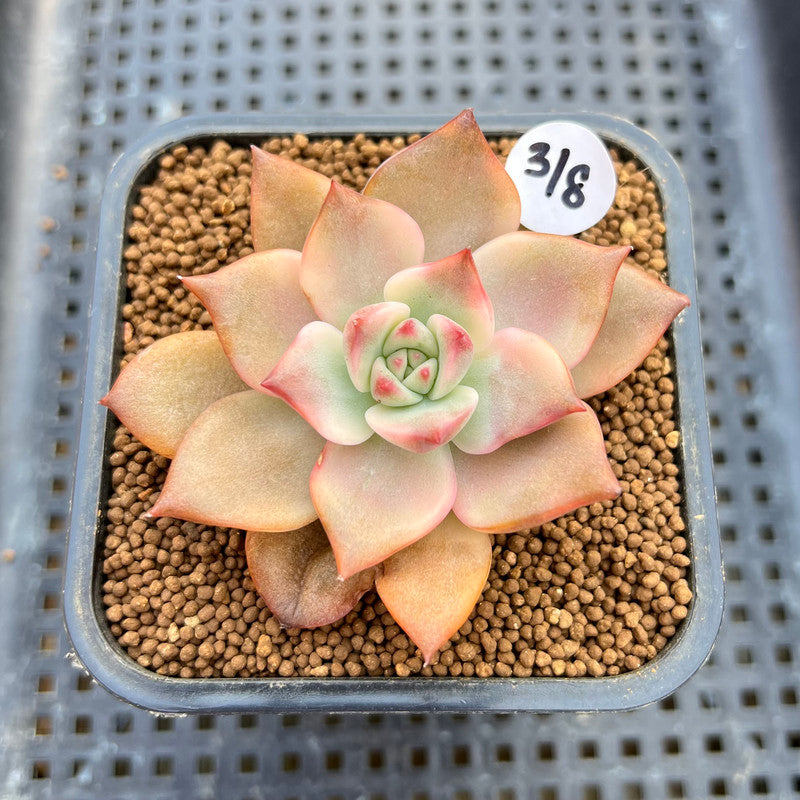 Echeveria Agavoides 'Chimera' Variegated 2" Succulent Plant Cutting