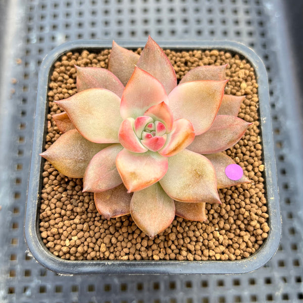 Echeveria Agavoides 'Chimera' Variegated 2" Succulent Plant Cutting