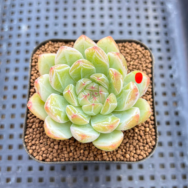 Echeveria 'Snow Flower' 2" Succulent Plant Cutting