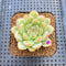 Echeveria 'Snow Flower' 2" Succulent Plant Cutting