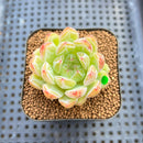 Echeveria 'Snow Flower' 2" Succulent Plant Cutting