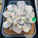 Graptopetalum 'Silverbum' Variegated 3"-4" Succulent Plant Cutting