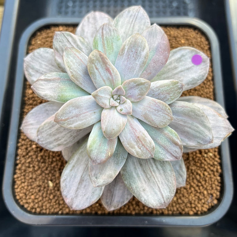 Graptopetalum 'Silverbum' Variegated 3"-4" Succulent Plant Cutting