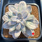 Graptopetalum 'Silverbum' Variegated 3"-4" Succulent Plant Cutting