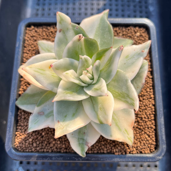 Echeveria Agavoides 'Snow Flake Maria' Variegated 3"-4" Exceptional Clone Succulent Plant Cutting