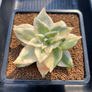 Echeveria Agavoides 'Snow Flake Maria' Variegated 3"-4" Exceptional Clone Succulent Plant Cutting