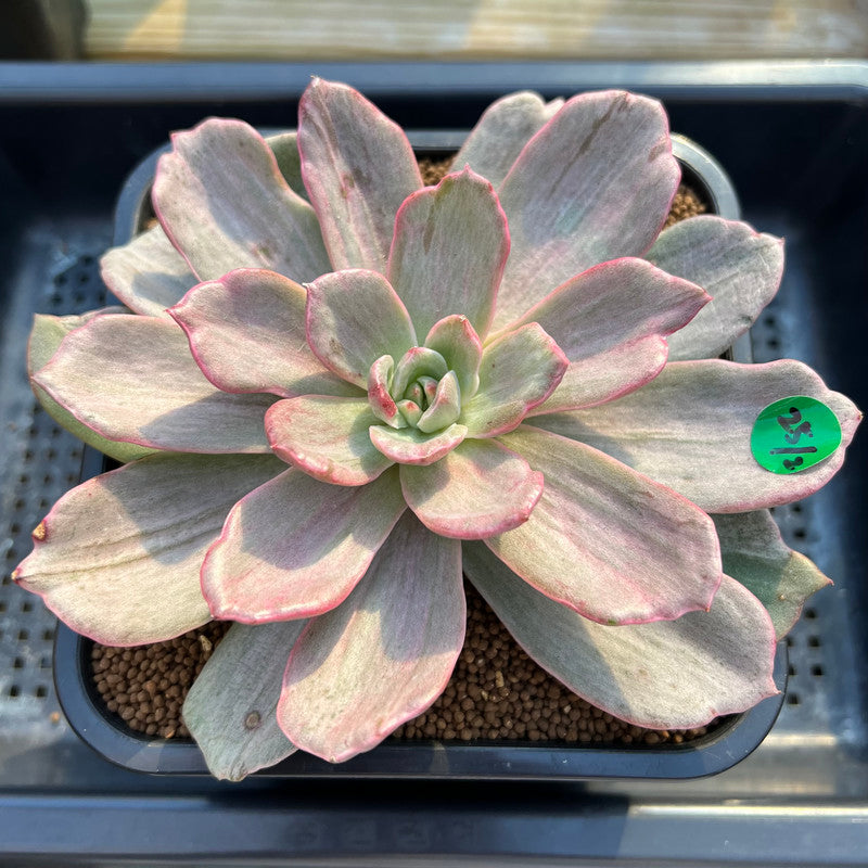 Echeveria 'Marble Stone' Variegated 4"-5" Succulent Plant Cutting