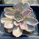 Echeveria 'Marble Stone' Variegated 4"-5" Succulent Plant Cutting