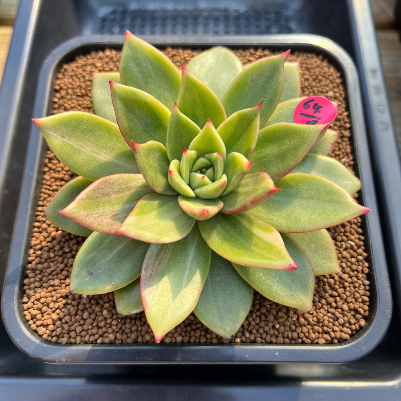 Echeveria 'Leopard' Variegated Type B 4" Succulent Plant Cutting