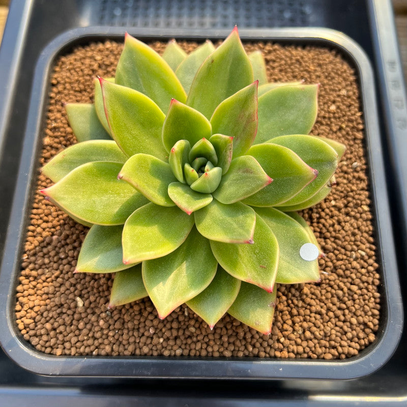 Echeveria 'Leopard' Variegated Type B 4" Succulent Plant Cutting