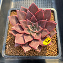 Echeveria 'Evelyn' 3"-4" Succulent Plant Cutting