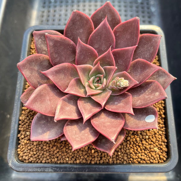 Echeveria 'Evelyn' 3"-4" Succulent Plant Cutting