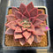 Echeveria 'Evelyn' 3"-4" Succulent Plant Cutting