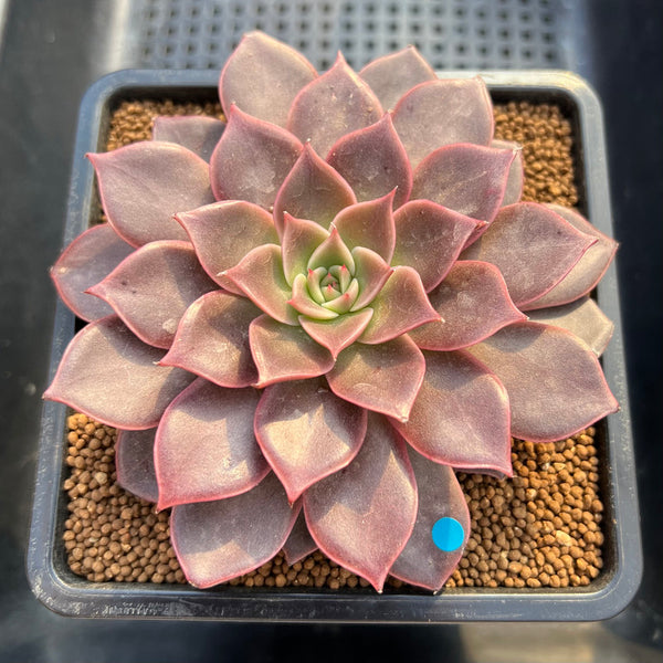 Echeveria 'Evelyn' 3"-4" Succulent Plant Cutting