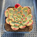 Echeveria 'Gold Castle' Variegated 2" Succulent Plant Cutting