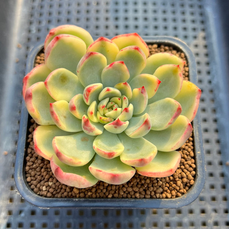 Echeveria 'Gold Castle' Variegated 2" Succulent Plant Cutting