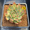 Echeveria 'Sunrise' Variegated 2" Succulent Plant Cutting