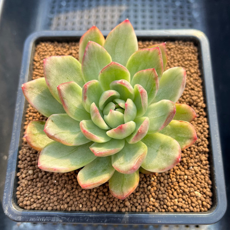 Echeveria 'Sunrise' Variegated 2" Succulent Plant Cutting