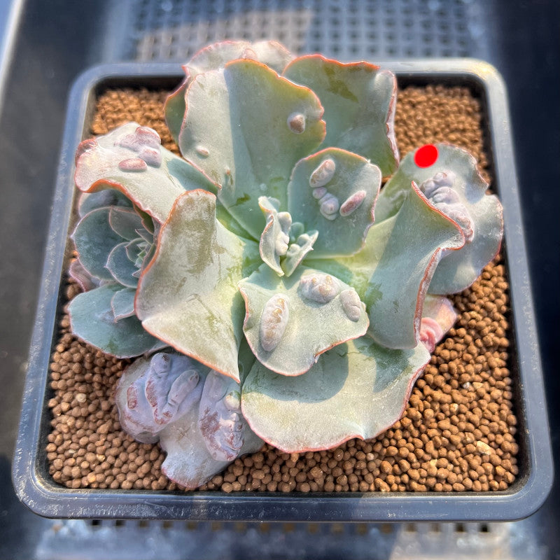 Echeveria 'White Speed Bump' 3" Succulent Plant Cutting