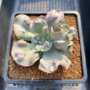 Echeveria 'White Speed Bump' 3" Succulent Plant Cutting