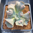 Echeveria 'White Speed Bump' 3" Succulent Plant Cutting