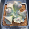 Echeveria 'White Speed Bump' 3" Succulent Plant Cutting