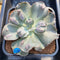 Echeveria 'White Speed Bump' 5" Succulent Plant Cutting