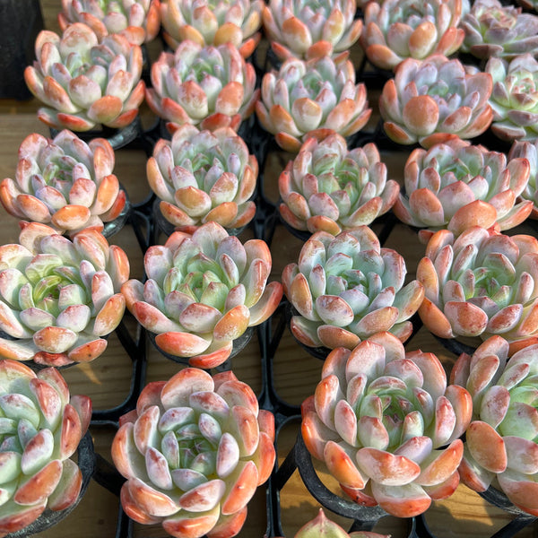 Echeveria 'Starmark' 2" Succulent Plant Cutting