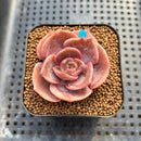 Echeveria 'Joong San' 2" Succulent Plant Cutting