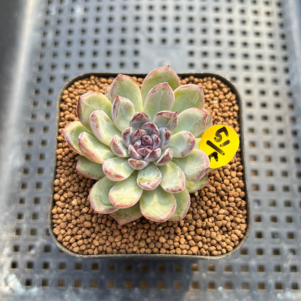 Echeveria 'Gemstone' 2" Succulent Plant Cutting