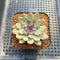 Echeveria 'Gemstone' 2" Succulent Plant Cutting