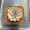 Echeveria 'Gemstone' 2" Succulent Plant Cutting