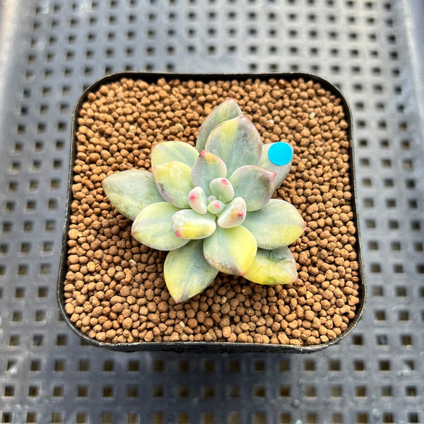 Pachyphytum 'Cute Finger' Variegated 1"-2" Succulent Plant Cutting