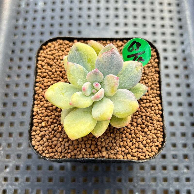 Pachyphytum 'Cute Finger' Variegated 1"-2" Succulent Plant Cutting