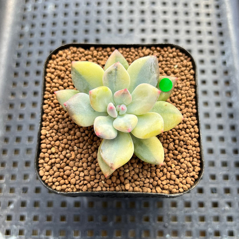 Pachyphytum 'Cute Finger' Variegated 1"-2" Succulent Plant Cutting