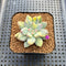 Pachyphytum 'Cute Finger' Variegated 1"-2" Succulent Plant Cutting