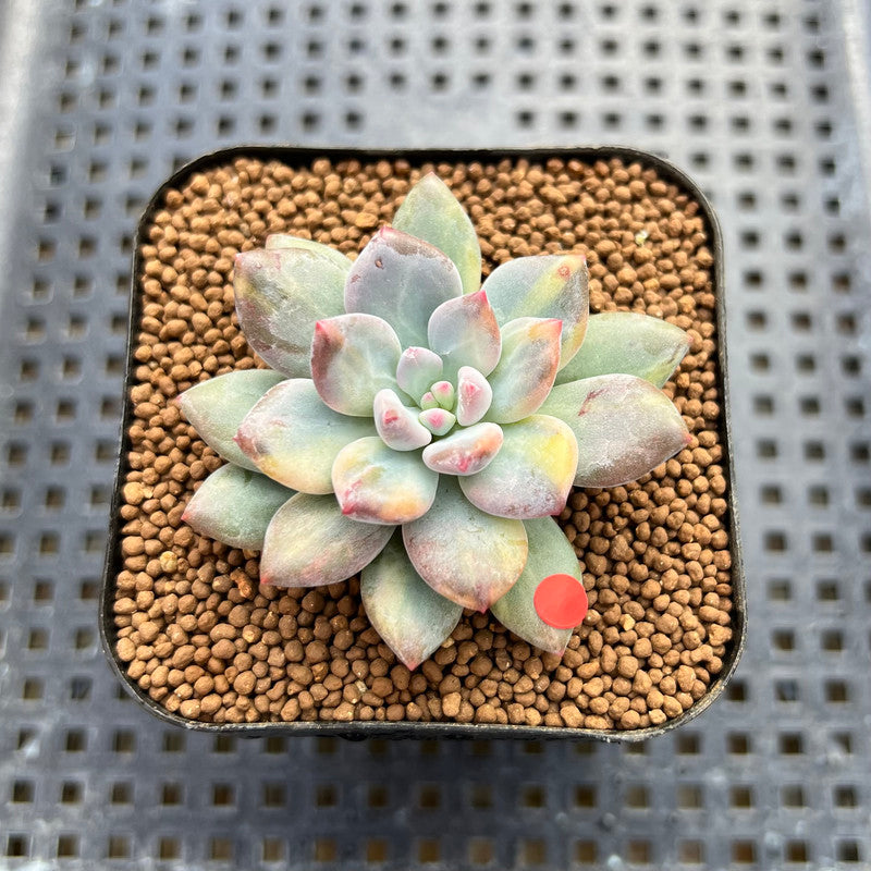 Pachyphytum 'Cute Finger' Variegated 1"-2" Succulent Plant Cutting